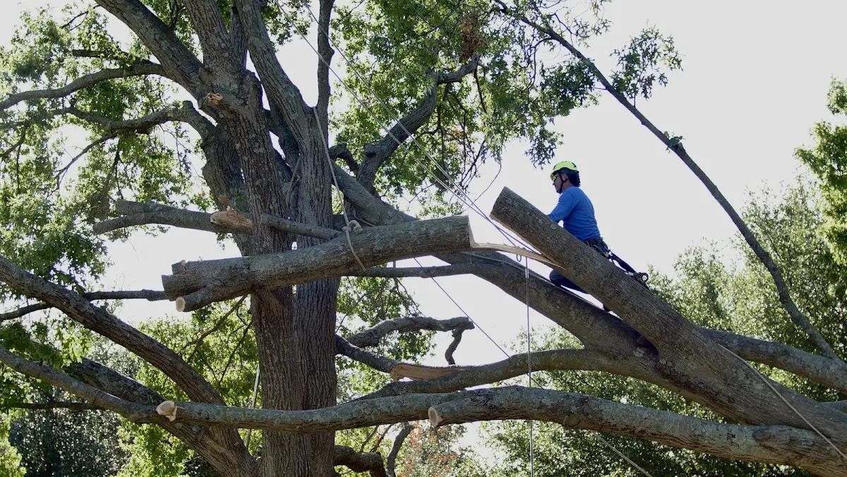 Professional Crown Thinning performed by certified arborists in Palatine
