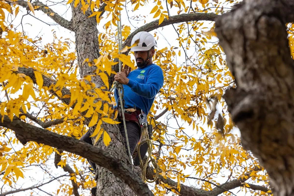 Skilled Tree Transplanting crew working in Palatine